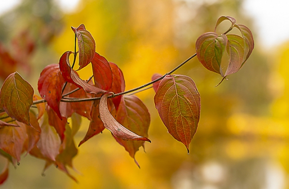 Stromy do stínu: Dřín čínský Cornus kousa var. chinensis je asi nejotužilejším asijským dřínem s atraktivními bílými květy ke konci jara a nápadnými, jedlými plody v pozdním létě. Dorůstá výšky od 4 do 6 metrů, vyžaduje ale vlhčí půdy s lehkým přistíněním vysokých stromů. Vyniká také podzimním zbarvením.