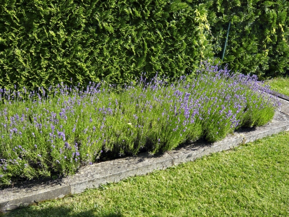 Živé ploty a stěny z jehličnanů působí mnohdy fádně, na druhou stranu umožní skvěle vyniknout ostatním rostlinám v jejich blízkosti.