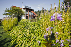 Výrazné vertikální struktury v zahradě vytvářejí řetězovky Physostegia virginiana ‘Rosea’.