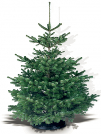 Vánoční stromek – jedle NORDMANNgold (Zdroj: Hornbach)
