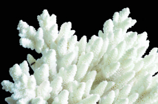 Povrch omítky Baumit StarTop připomíná strukturu korálu (zdroj: Baumit)