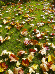 Spadané listí bývá pro majitele zahrad často velkou přítěží, zvláště když ho je hodně a opadává postupně. Část lze přidat do kompostu, ale mnohem lepším způsobem je zpracování do podoby listovky