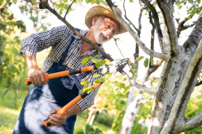 Zkušenosti se střihem ovocných stromů jsou důležité pro správné ošetření stromů (zdroj: iStock)