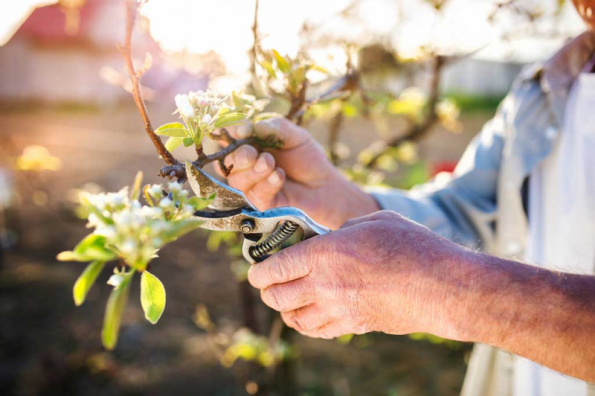 Správně provedený řez stromků závisí na dobře zvládnuté technice, ročním období a konkrétním záměru zahradníka (zdroj: iStock))