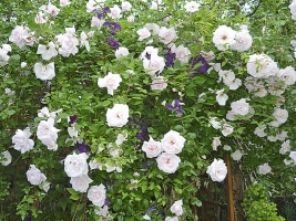 Popínavé růže je skupina odrůd, která za svůj vznik vděčí hlavně botanickým druhům Rosa multiflora, R. moschata, R. sempervirens, R. arvensis, R. wichuraiana, R. setigera nebo R. alpina. Jsou to keře, které tvoří někdy krátké, ale častěji až několik metrů dlouhé výhony. Vyžadují připevnění na opěrnou konstrukci.