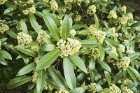 Bíle kvete i Skimmia japonica, ale již časně na jaře.