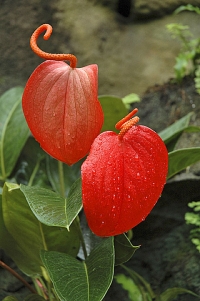 Toulitka Anthurium scherzerianum je vděčná pokojová rostlina, ale pozor, máte-li doma děti a domácí zvířata.