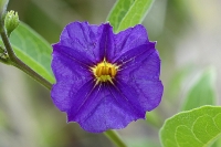 Krásná keřovitá rostlina Solanum rantonettii se stává módní rostlinou balkónů a teras. Je prudce jedovatá.