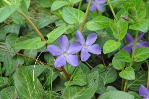 Drobná půdopokryvná rostlinka barvínek menší (Vinca minor) se nejčastěji vysazuje na hřbitovech a v parcích.