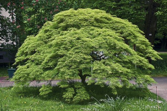 Javor – ´Acer palmatum´