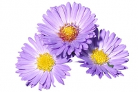 Astra (Aster dumosus) roste na východním pobřeží USA mezi státy New York a Louisiana zvláště na písečných lokalitách.