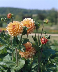Jiřinka proměnlivá (Dahlia variabilis) kvete od června do prvních mrazů.