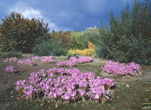 Ocún jesenní (Colchicum autumnale). Jeho vědecké jméno Colchicum se vztahuje ke krajině kolem Černého moře - ke Kolchidě, odkud pochází řada druhů.