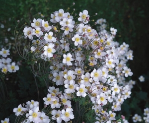 Krásné kultivary japonských sasanek (Anemone Japonica hybrid) vynikají na pozadí keřů s tmavšími listy.