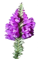 Květenství Physostegia virginiana. Nedá se říct, že jde o všeobecně rozšířenou trvalku, i když například v Německu se s ní setkáváme běžně.