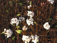 Kalina vonná (Viburnum farreri)