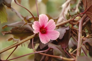 Ibišek Hibiscus acetosella pochází z Afriky. Je to krátkověký keřík s nápadně temně červenými listy a růžovými květy. Listy i květy jsou jedlé a používají se k přípravě čaje. Pokud semena tohoto druhu vysejete v lednu nebo v únoru, květů se dočkáte v témže roce.