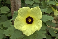 Hibiscus calycinus pochází z tropické Afriky, roste i na Madagaskaru a Maskarénách. Je hodně přizpůsobivý, vyskytuje se kolem řek i v savanách, v nížině i v horách až do nadmořské výšky 2 400 metrů. Dorůstá do výšky 1,8 metru a je zcela nenáročný.