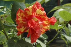 Mezi šlechtěnými ibišky se často vyskytují plnokvěté odrůdy, jako například vyobrazený Hibiscus ´Gold Rain´. Mají své příznivce, ale velká část půvabu ibišků je i v sametové blizně a žlutých tyčinkách, o což jsou plnokvěté odrůdy ochuzeny.