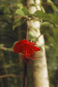 Hibiscus grandidierii je nádherný původní druh ibišku z Madagaskaru. Květy má drobné, jen 2 cm široké, ale sytě rudé barvy a kvete v průběhu celého roku. Řidší keř dorůstá výšky 3 metrů, ale lze ho omezovat řezem. Potřebuje slunce a rozumnou zálivku – ani bažinu, ani poušť.