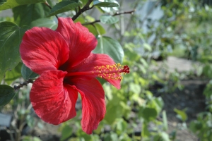Základním druhem v kultuře je Hibiscus rosa-sinensis pocházející z východní Asie. Jeho červené květy se zalíbily lidem všech světadílů a staly se téměř symbolem tropické flóry. Pro nás je důležitá informace, že žádný druh ani odrůda ibišku nejsou jedovaté ani nezpůsobují alergické reakce.