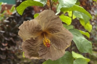 Neobvyklou barvu má Hibiscus ´Topas Glory´, a to čokoládově hnědou. Je to složitý kříženec vyšlechtěný v USA, ve firmě Fancy Hibiscus. Kromě tohoto čokoládového kultivaru tam mají ibišky duhové, modrohnědé a další až neuvěřitelné kombinace. Najděte si jejich fotografie, stojí za to.