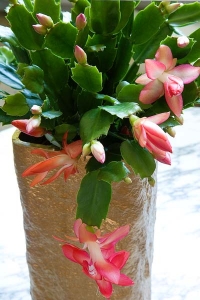 Vánoční kaktus má botanické jméno Schlumbergera, dříve Zygocactus.