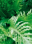 Žebrovice (Blechnum gibbum)