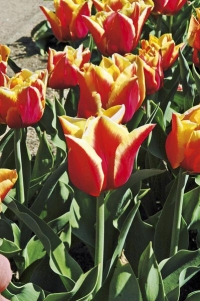 Tulipán (Tulipa), odrůda ´Alladin´s Record´.
