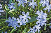 Ladonička bleděmodrá (Chionodoxa luciliae) je drobná, křehce působící kytička, ale na vhodném místě vydrží mnoho let a spokojeně se rozrůstá do velké plochy.