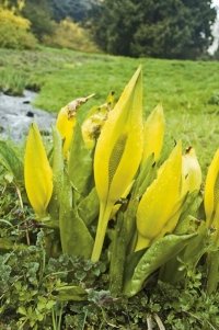 Áronovitý Lysichiton americanus potřebuje stále vlhkou až bažinatou půdu. Výborně se doplňuje s vlhkomilnými petrklíči, například s Primula rosea.