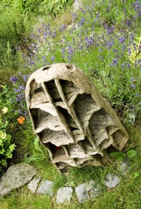 Termitiště obklopuje porost levandule (Lavandula officinalis).