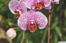Únor a březen jsou obdobími nejsilnějšího kvetení orchidejí.