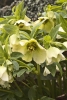 Čemeřice (Helleborus)