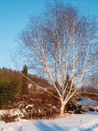 Bělostný kmen břízy Jacquemontovy (Betula jacquemontii) vystupuje z bílé sněhové pokrývky.