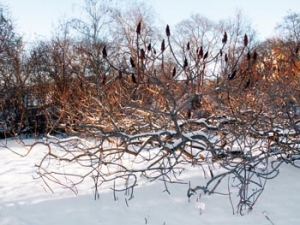 Sníh zvýrazní zajímavou architekturu větví škumpy ocetné (Rhus typhina Laciniata). Tento keř se postupně rozrůstá, a pokud není omezován, může pokrýt desítky metrů čtverečních.