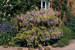 Na přelomu května a června předává vládu modrá wistárie a Ceanothus spoustě popínavých růží.