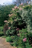 Pod stříbřitou hrušní vrbolistou (Pyrus salicifolia) a čínským šeříkem (Syringa chinensis) bují romantický záhon (růžová žluťucha - Thalictrum a kakost - Geranium, modré pomněnky - Myosotis), růžové kouličky česneku - Allium, kapradí a čevenolistý dřišťál - Berberis thunbergii (Atropurpurea).