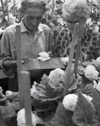 František a Marie Černí v porostu hlíznatých begonií.