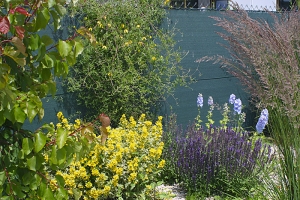 Nevzhledný sousedův plot bude v budoucnu plně zakryt divokými plaménky (Clematis montana, Clematis tangutica).