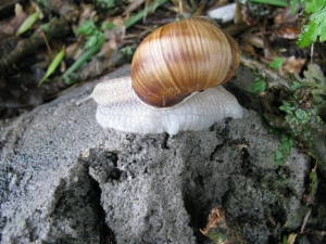 Hlemýžď zahradní