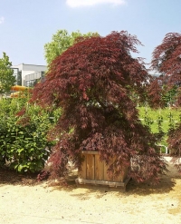 Kontejnerový japonský javor (Acer palmatum) poroste dobře i ve velké nádobě na terase nebo na střešní zahradě.
