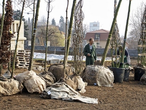 Mezi dovozem a výsadbou je nutné kořenové baly chránit před nepříznivým vlivem počasí (větrem, slunce, mrazem).