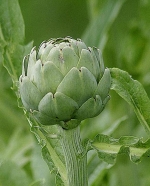 Artyčok