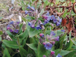 Plicník Pulmonaria altaica - poměrně vzácný časně kvetoucí druh s jasně madrými květy a sivými listy.
