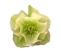 Washfield double yellow