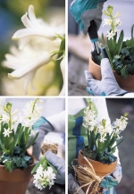 Jak aranžovat květináč s Hyacinty. 1) Opatrně umístěte hyacinty do květináče, 2) Doplňte je břečťanem, 3) Nakonec ovažte květináč lýkem.