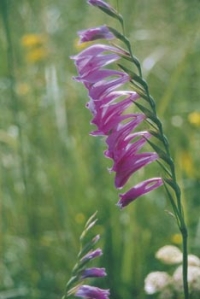 Mečík střechovitý (Gladiolus imbricatus) vzácně potkáte na „kopanicích“ v Bílých Karpatech.
