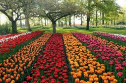 Keukenhof byla původně květinová zahrada holandského vévody Jacoba van Beyeren.