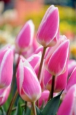 Keukenhof byla původně květinová zahrada holandského vévody Jacoba van Beyeren.